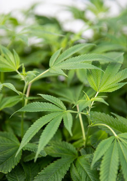 Healthy marijuana plant