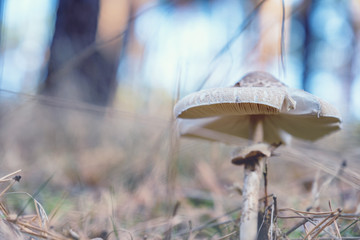 Grzybobranie © bodzio81