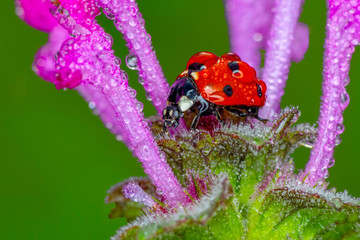 Ladybug on green leaf defocused background