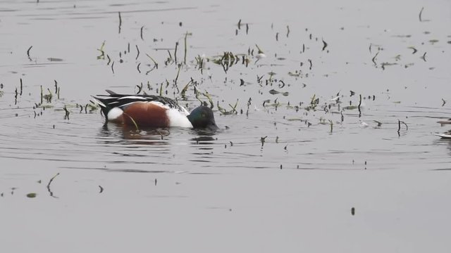HD Video of a male Northern Shoveler duck swimming in a shallow water eating. This species is unmistakable in the northern hemisphere due to its large spatulate bill.