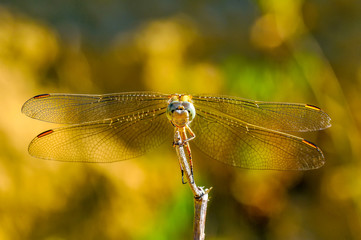 Beautiful nature scene dragonfly