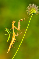 Mantis from family Sphondromantis lurking 