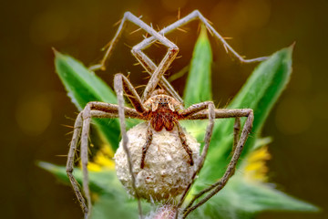 Close up  spider  - Stock Image  