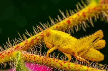 Grasshopper macro in green nature - Stock Image
