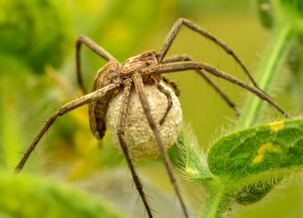 Close up  spider  - Stock Image  