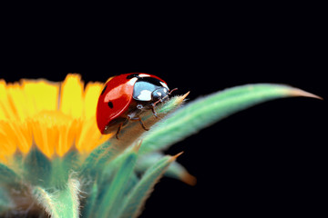 Ladybug on green leaf defocused background
