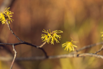Yellow witch hazel flowers blooming in the winter