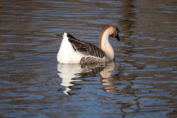 Fototapeta premium Bird