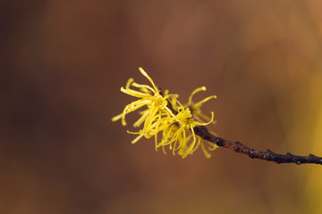 Yellow witch hazel flowers blooming in the winter