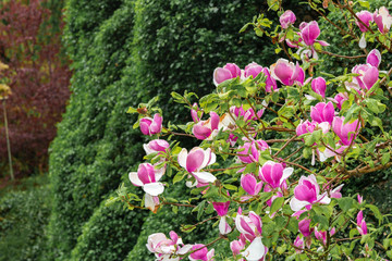 Obraz premium Pink and white magnolia flowers. Flowers on a background of green leaves. Japan, spring, summer. On the flowers and leaves you can see raindrops.