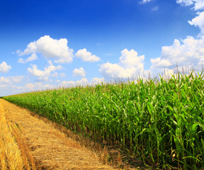 Fototapeta premium Stubble field after cutting grain and corn field