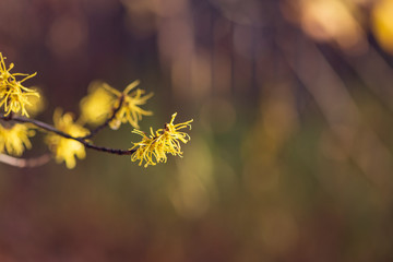 Yellow witch hazel flowers blooming in the winter