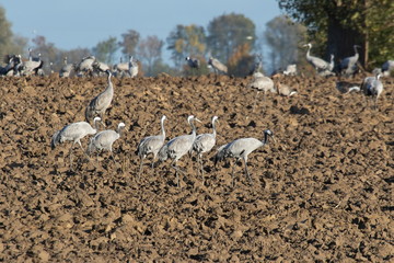 Fototapeta premium Graukranich