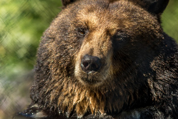 Black bear closeup green background