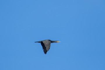 Kormoran