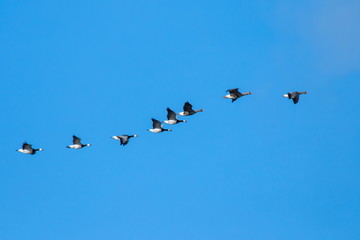 Weißwangengans Weisswangengans