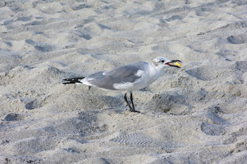 Seagull With Food