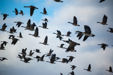 a flock of Canada Geese in flight