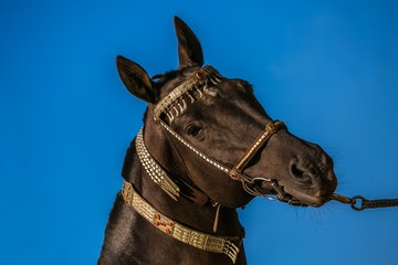 Portrait of dark brown akhal teke warm blood horse with decorated silver and red show halter on a bright sunny summer day at a ranch, clear blue sky in background