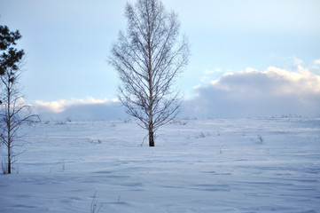 Winter  landscape birch tree on a snowy field. Clouds in the evening sky. A serene scenic view of Ukraine.