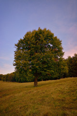 Naklejka premium Beautiful and old Oak on field