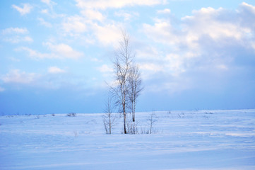 Winter  landscape birch tree on a snowy field. Clouds in the evening sky. A serene scenic view of Ukraine.