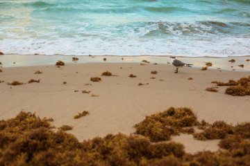  Seagull on sand at Seashore near the water..Sunset, Blue Ocean Water,  wild beach with sand and red alga, Florida, Miami