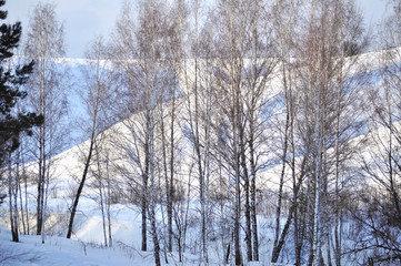 Birch grove in winter. Trees in ravine.  Forest thicket of trees and shrubs. Suny evening in Ukraine Kiev region.