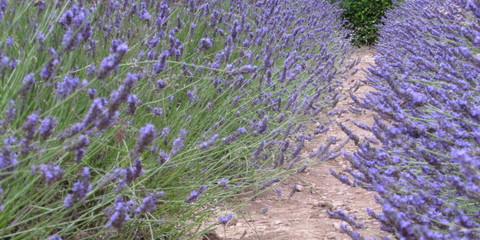 profumo di lavanda in Provenza - Francia