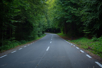Forest road on a cloudy day