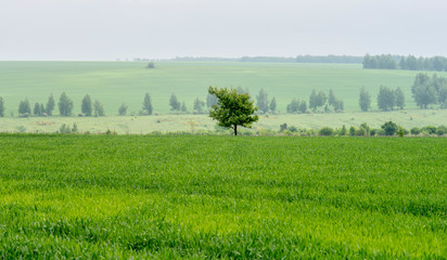 Lonely tree in the field