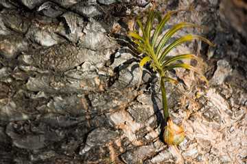 Young Cycad Leaf Sprout On Trunk
