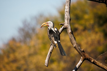 Southern Yellow-billed Hornbill (tockus flavirostris) In The Wild