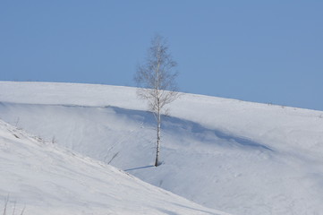 Winter landscape birch on the side of a ravine. A serene scenic view of Ukraine.