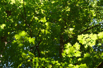 Fototapeta na wymiar Sunlight streaming though maple forest canapy