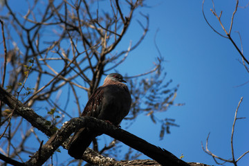 Wild Rock Pigeon (columba guinea), Limpopo, South Africa