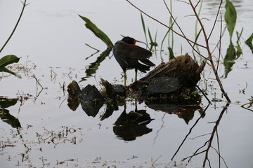 reflex bird 12