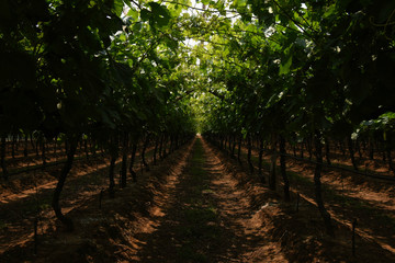 Lush Grape Vine Lanes, Limpopo, South Africa