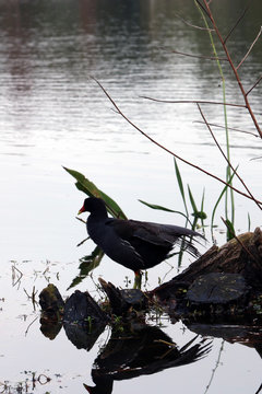 reflex bird 4