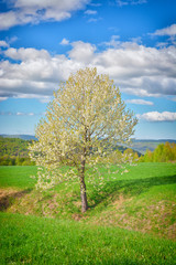 Fototapeta premium trees and blue sky