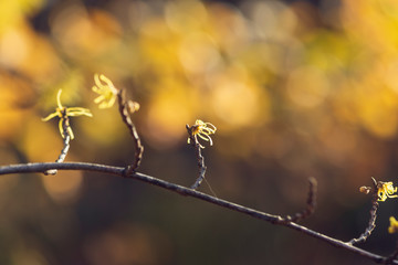 Yellow witch hazel flowers blooming in the winter