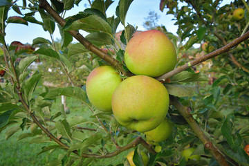 Colorful outdoor shot containing a bunch of apples on a branch ready to be harvested