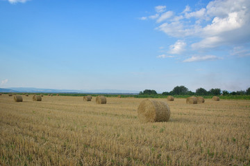 Pile of haystacks on the harvested paddy field with cloudy sky background