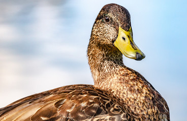 Ducks beauty session