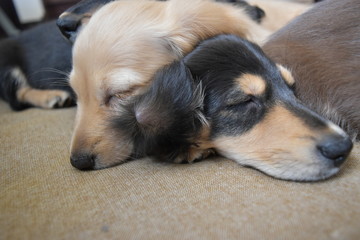 お昼寝するミニチュアダックス