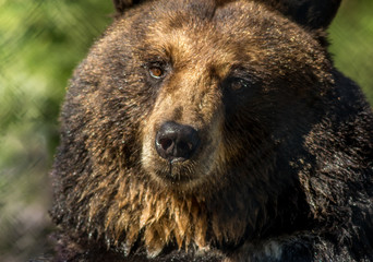 Black bear closeup makes funny facial expressions green background.  Bear market dreadfulness.  Not optimistic.  Crazy times.