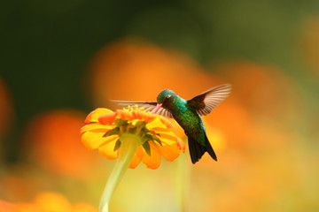 Hummingbird on flower