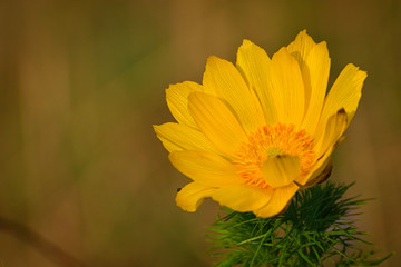 Spring adonis, False Hellebore, Adonis vernalis L., Ranunculaceae