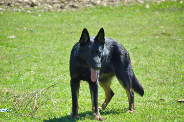 Black German Shepherd Dog On Green Grass