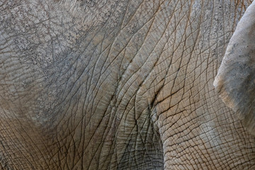 Close up sur la peau d'un elephant
